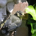 zomer 023