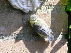 zomer 021