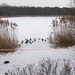 jan 2010 115