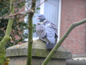 maart 2010 034