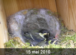 mei 2010 029