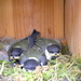 mei 2010 031