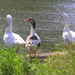 junie 2010 023