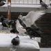 dec 2010 003