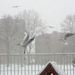dec 2010 026