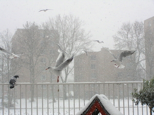 dec 2010 026