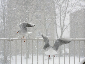 dec 2010 028