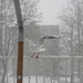 dec 2010 032
