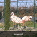 paardenmarkt 086