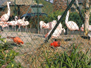 paardenmarkt 084