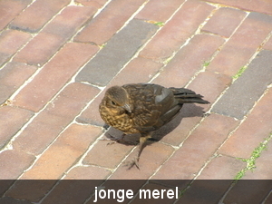 mei 2011 047