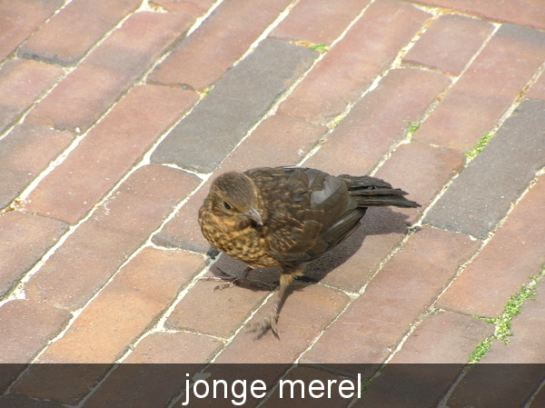 mei 2011 047