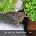 mei 2011 044