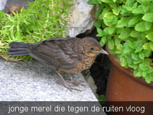 mei 2011 044