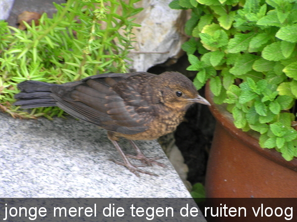 mei 2011 044
