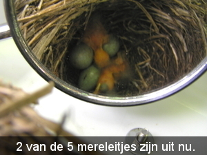 mei 2011 051