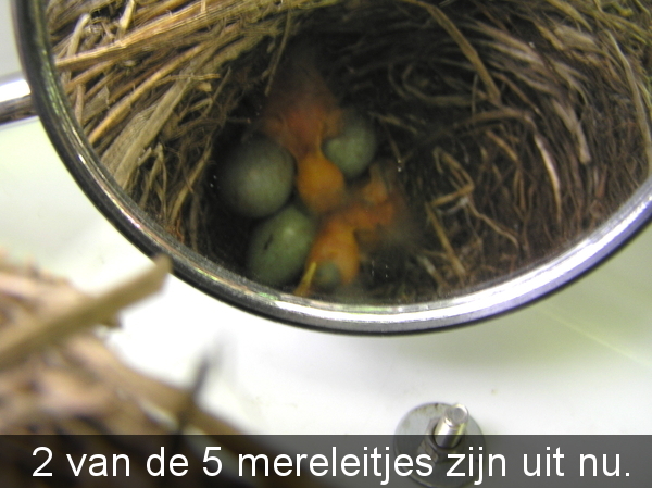 mei 2011 051