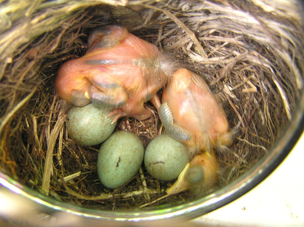 mei 2011 084