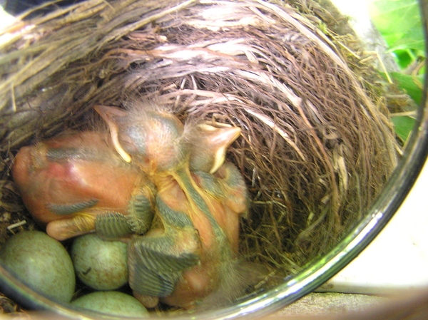 mei 2011 113