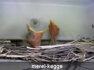 mei 2011 117