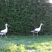 sept 2011 294