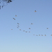 novemb 2011 037