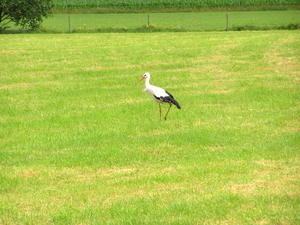 P7030047