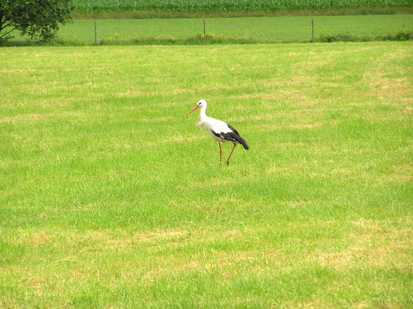 P7030047