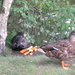 P9010044