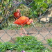 P6060005