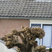 P1010019