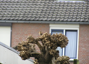P1010019