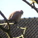 P1170041