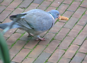 P2010015