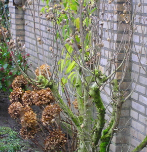 P2020036