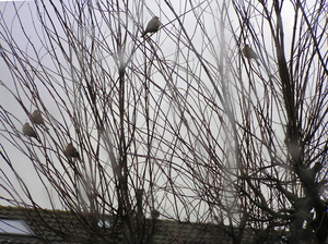 P2020039