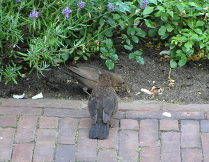 P7060001