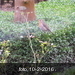 P1010005