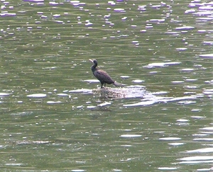 P7190010