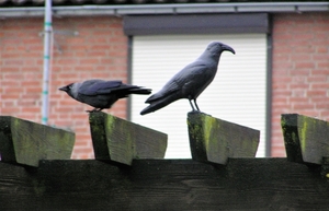 P2010003