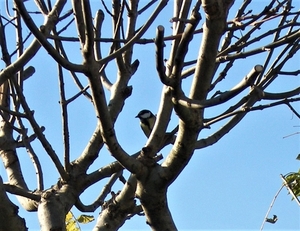 PB063050