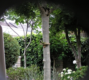 P6250009