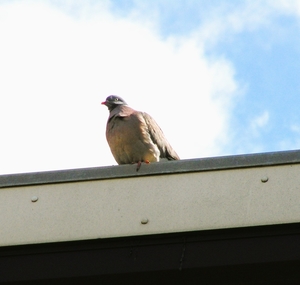 P5110074