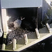 P4300024 - kopie