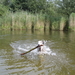 galgo's zwemmen wel