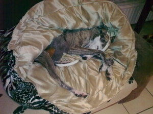 Perro's lange neuzenzak