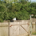 P5160154