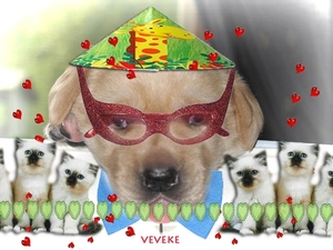 Veveke