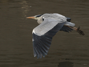 BLAUWE REIGER