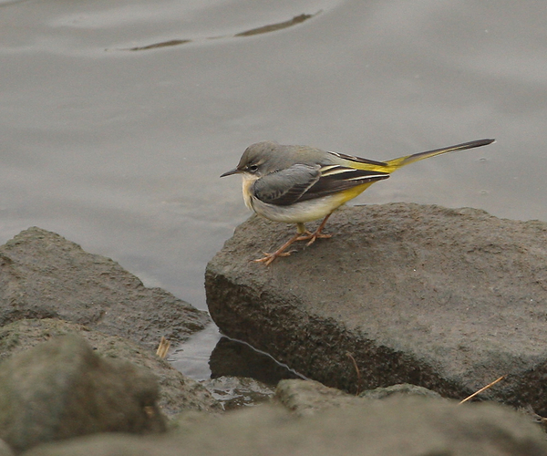 GROTE GELE KWIKSTAART